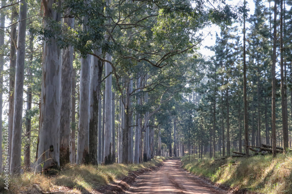 Obraz premium sand road through the woods