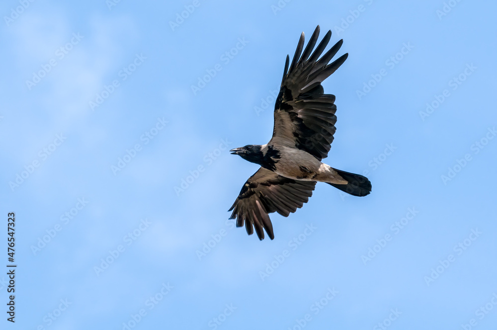 Fototapeta premium Hooded Crow (Corvus cornix) in Barents Sea coastal area, Russia