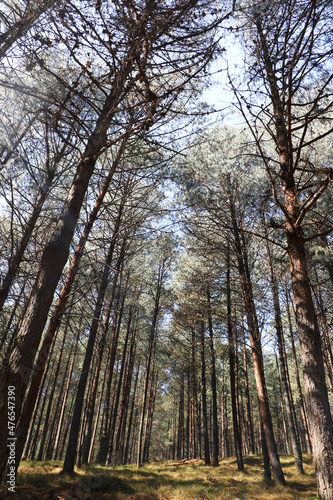 view into a tree plantation