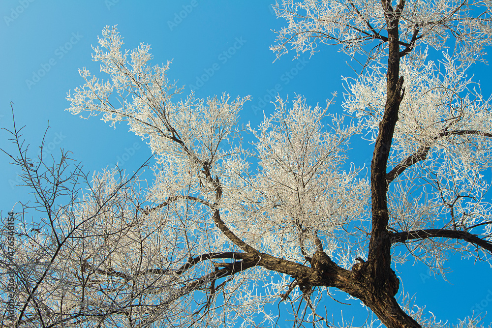 Frozen tree with frost and bare white branches on blue background. Winter landscape Frozen tree with frost and bare white branches on blue background. Winter landscape