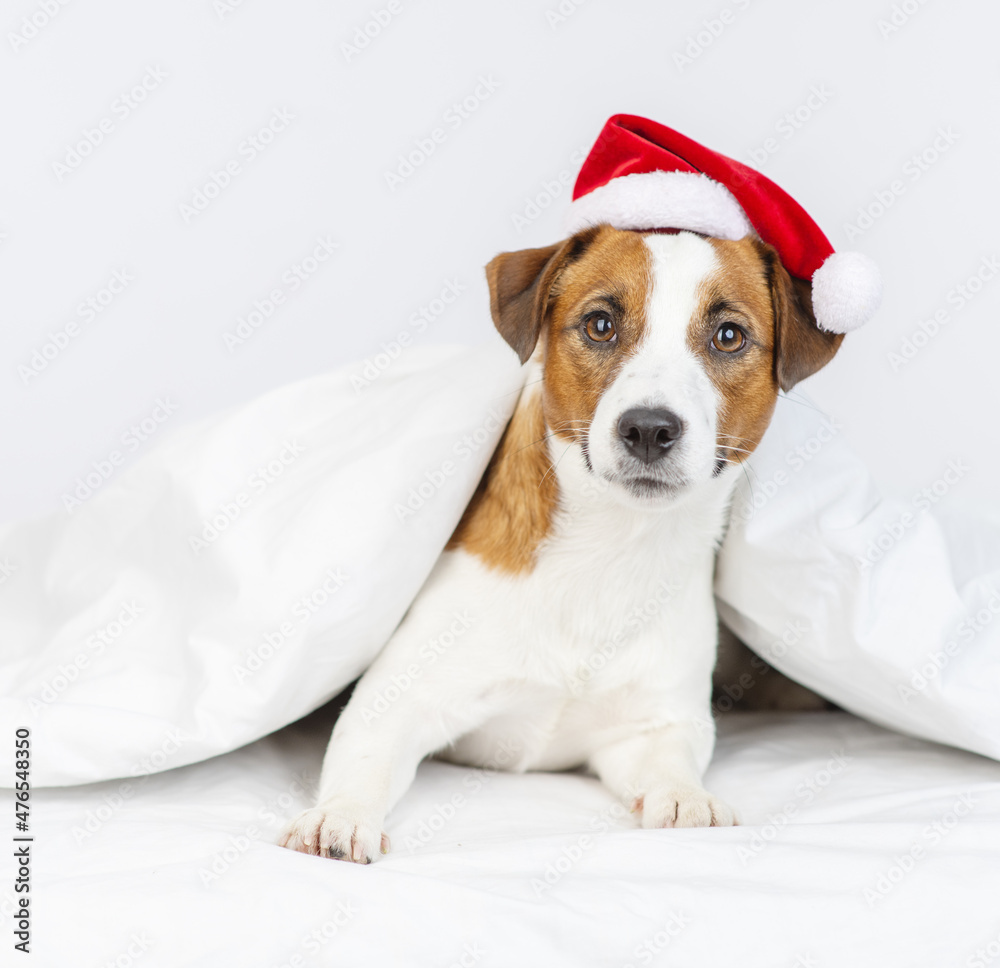 Cute dog jack russell breed lying at home under the covers on the bed in a santa hat