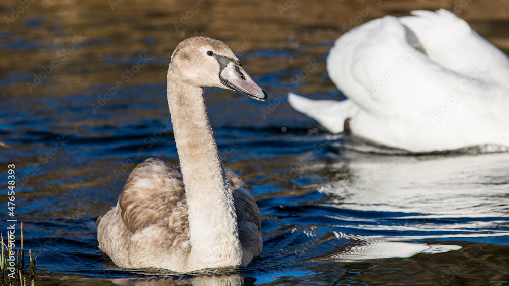Obraz premium Junger Höckerschwan im Wasser