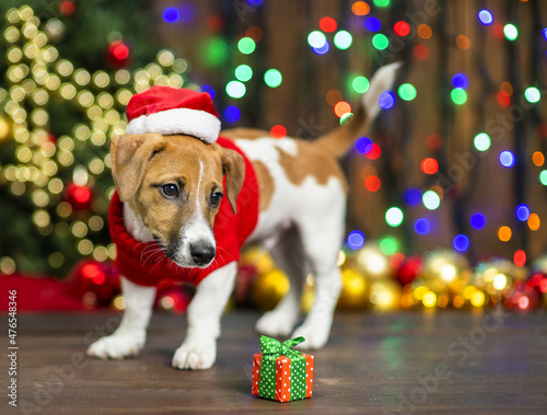 A small puppy of Jack Russell breed  on a wooden floor against the background of a Christmas tree decorated for Christmas. Merry christmas concept.