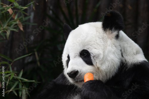 Fototapeta Naklejka Na Ścianę i Meble -  Panda Eating Carrot