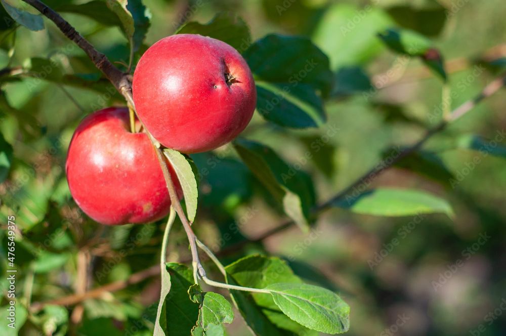 Red apples on a branch. Ripe fruit, selective focus Red apples on a branch. Ripe fruit, selective focus