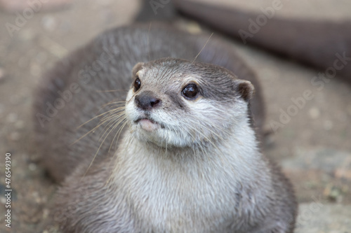  Close up Asian Small-Clawed Otter