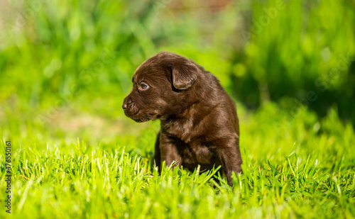 Young dogs of breed labrador close up. Labrador puppy, beautiful little dogs running around the green grass. Mowed lawn. Copy space for text, long banner.The concept of childhood friendship and games