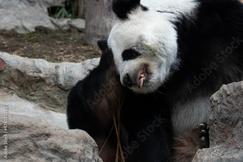 Fototapeta Naklejka Na Ścianę i Meble -  Funny pose of Giant Panda, scratching her face with her hind leg