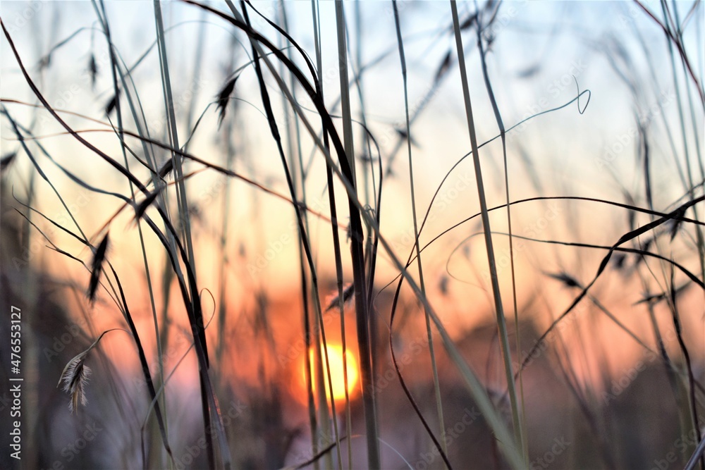 sunset in the grass sunset in the grass
