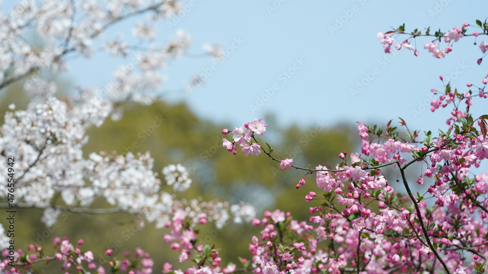 The beautiful white cherry flowers blooming in the park of the China in spring The beautiful white cherry flowers blooming in the park of the China in spring
