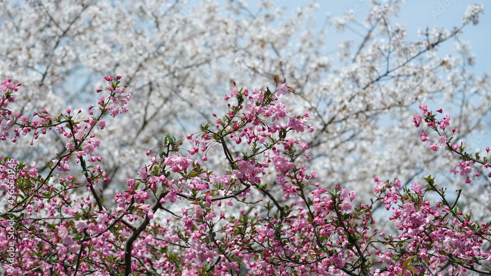 Obraz premium The beautiful white cherry flowers blooming in the park of the China in spring