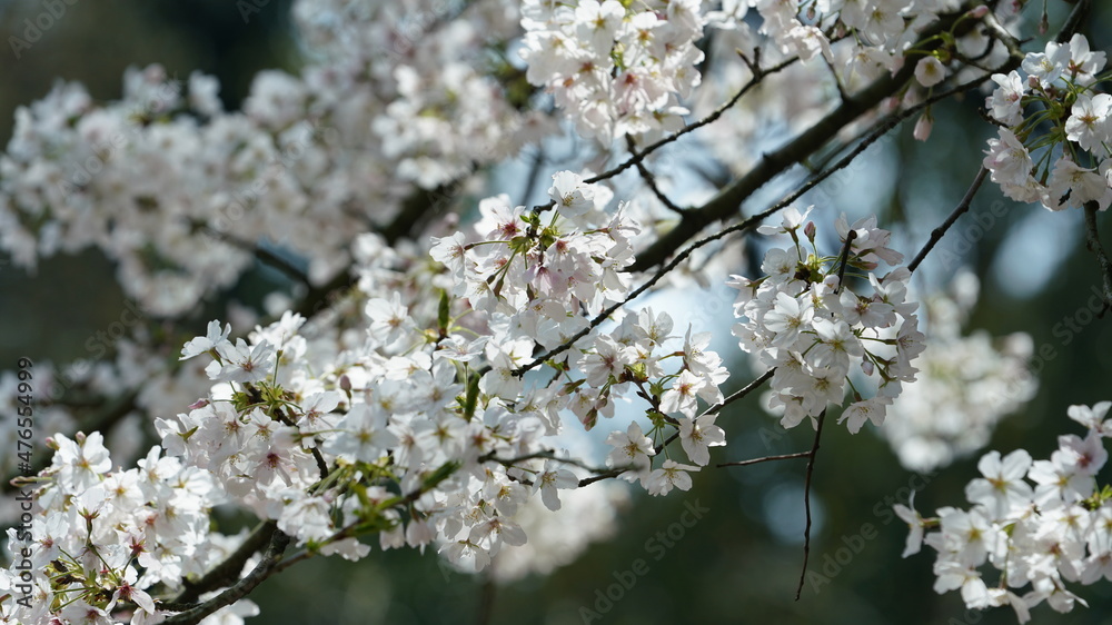 The beautiful white cherry flowers blooming in the park of the China in spring The beautiful white cherry flowers blooming in the park of the China in spring