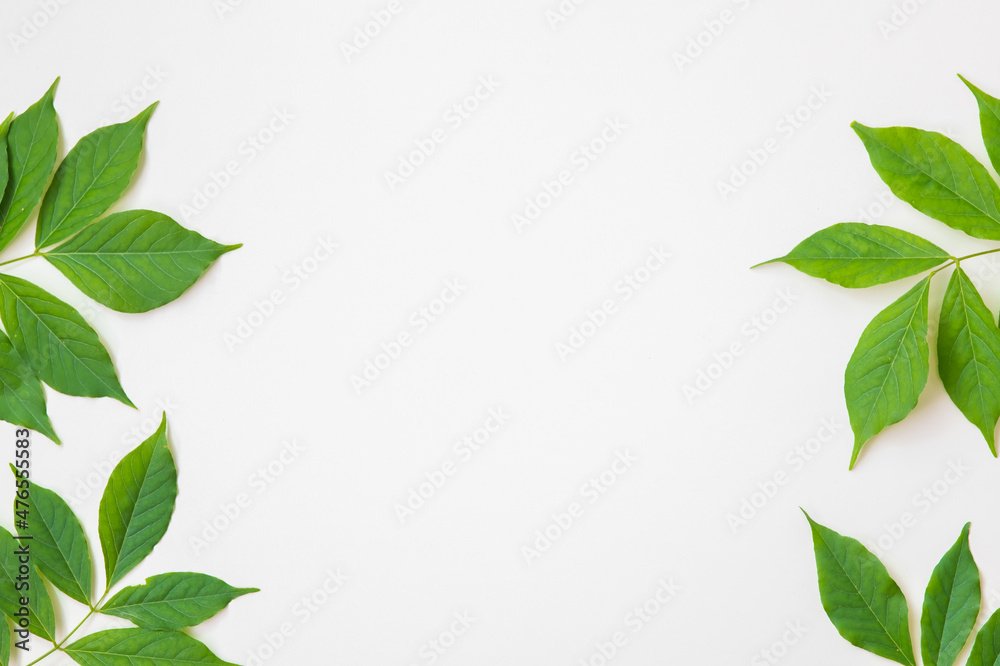 Green leaves on white background as botanical frame flatlay, eco design and spring nature flat lay concept, copy space for text Green leaves on white background as botanical frame flatlay, eco design and spring nature flat lay concept, copy space for text