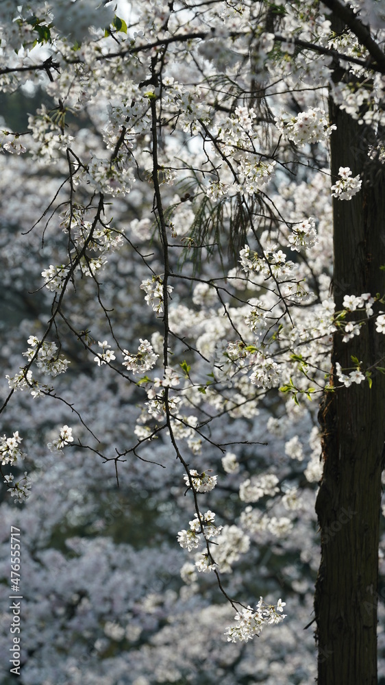 The beautiful white cherry flowers blooming in the park of the China in spring The beautiful white cherry flowers blooming in the park of the China in spring