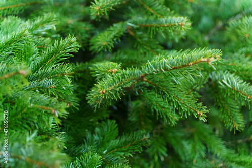 Spruce, pine and fir branches background. Green coniferous plant with needles. Selective focus