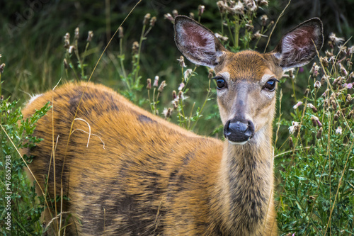 White-tailed deer on Anticosti Island, an island located in the St Lawrence estuary in Cote Nord region of Quebec, Canada photo