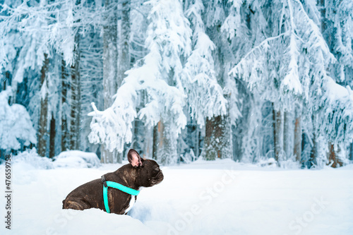 French bulldog dog in the snow against snowy pine forest in winter