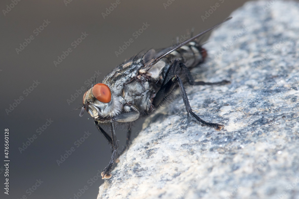 Sarcophaga sp. fly posed on a rock under the sun. High quality photo Sarcophaga sp. fly posed on a rock under the sun. High quality photo
