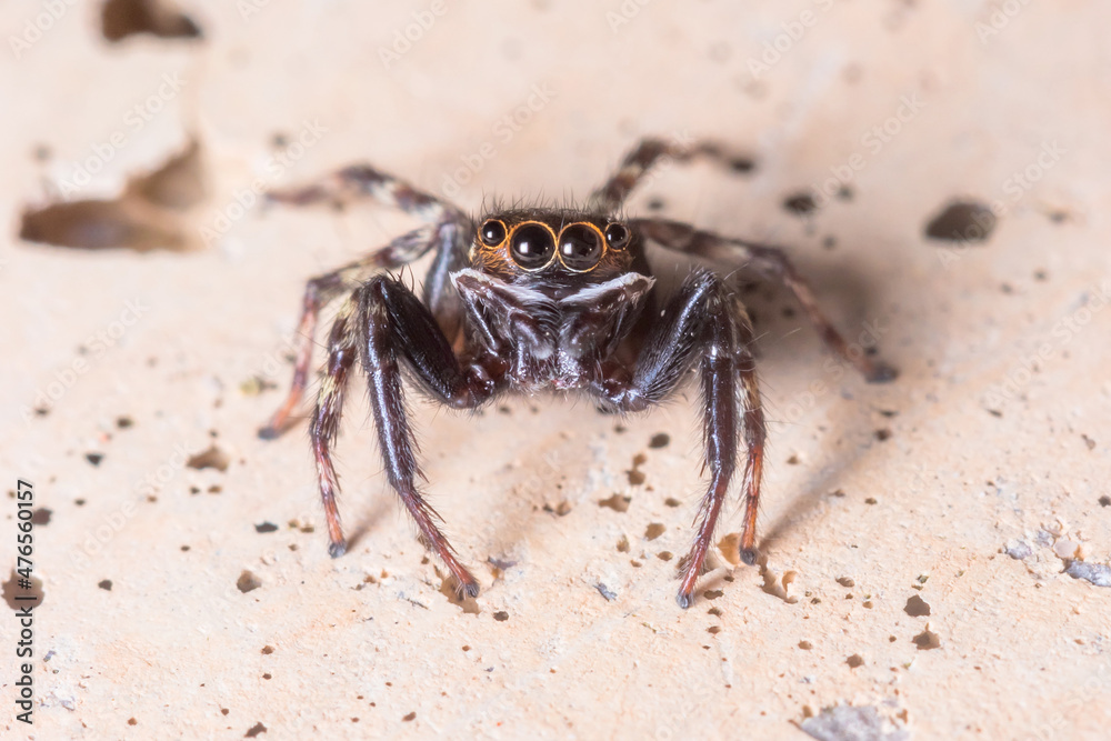 Hasarius adansoni spider posed on a concrete wall waiting for preys. High quality photo Hasarius adansoni spider posed on a concrete wall waiting for preys. High quality photo