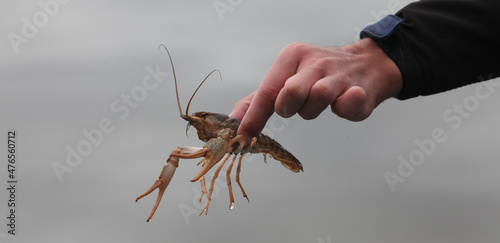 hand holding a lobster