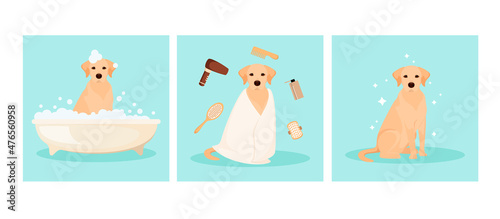 Labrador washes in the bathroom. A set of illustrations. Animal care. Cartoon design.
