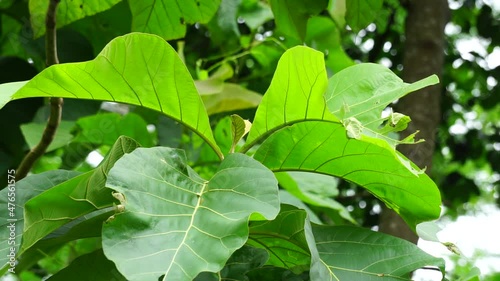 Green teak (Tectona grandis Linn f., Burmese teak, Central Province, jati, Nagpur teak) with natural background. Teak leaves in Indonesia usually used as food wrappers. photo