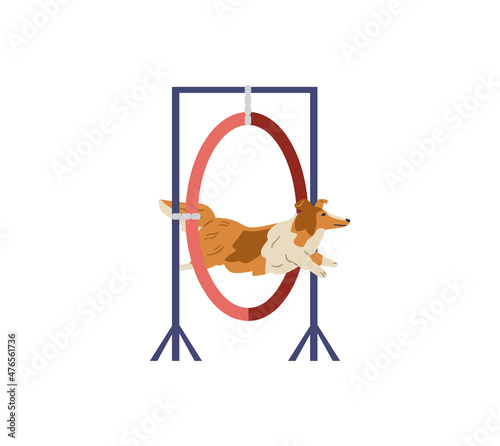 Sheltie dog training on agility field. Dog jumping trough agility ring. Isolated.