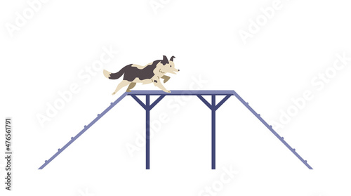 Border collie Dog training on agility field flat vector illustration. Dog passing boarder slide. Isolated.