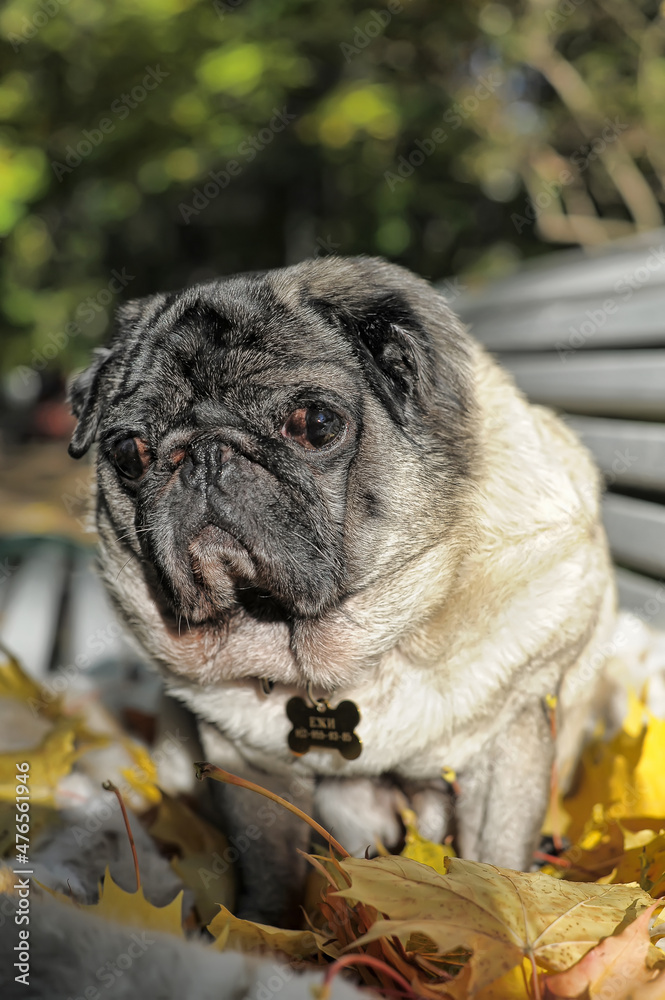 brown pug in autumn park