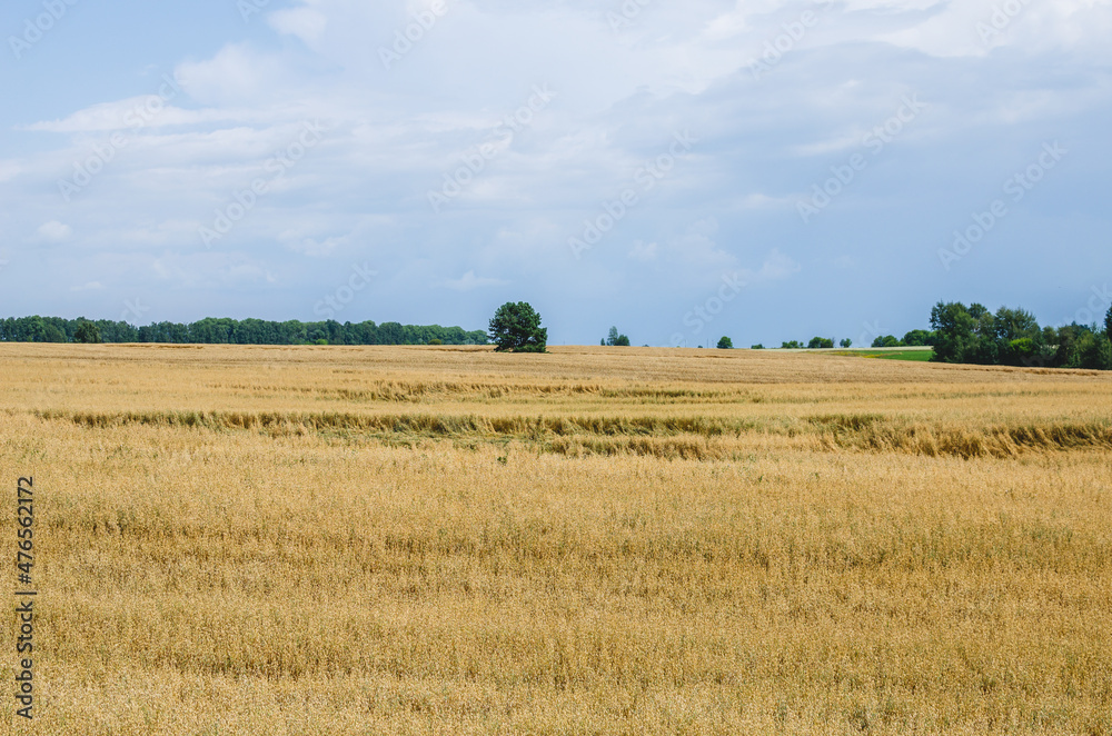 Oat field after the rain. A dry oat field cannot be harvested due to the high moisture content of the seeds