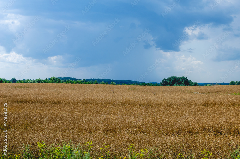 Summer harvest. Golden oat field and pre-storm dark sky in summer day. Wonderful contryside landscape in July. Topic of agriculture. Ripen cereals.