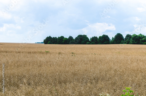 Dry rapeseed field next to the forest before harvesting rapeseed for oil production