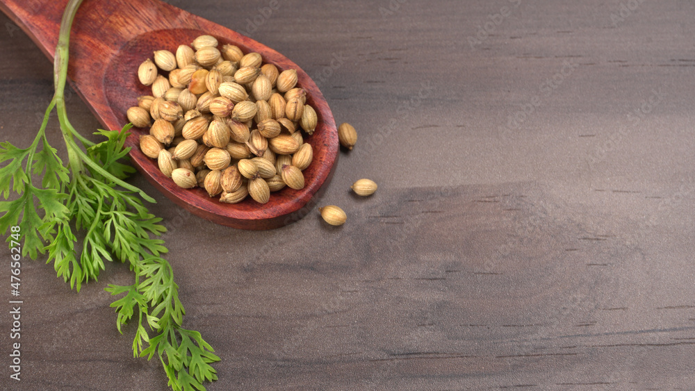 Dry coriander seeds with small bamboo spoon and green fresh bunch coriander leaves,famous spices ingredients in asia's kitchen. Dry coriander seeds with small bamboo spoon and green fresh bunch coriander leaves,famous spices ingredients in asia's kitchen.