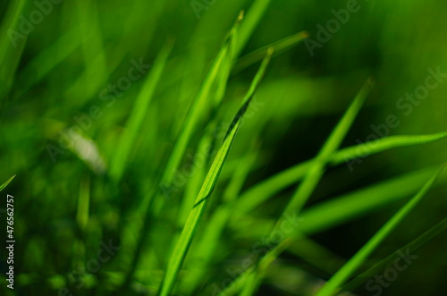 Spring or summer grass field with sunny background