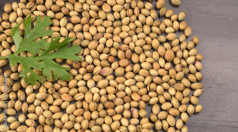 Dry coriander seeds with small bamboo spoon and green fresh bunch coriander leaves,famous spices ingredients in asia's kitchen. Dry coriander seeds with small bamboo spoon and green fresh bunch coriander leaves,famous spices ingredients in asia's kitchen.