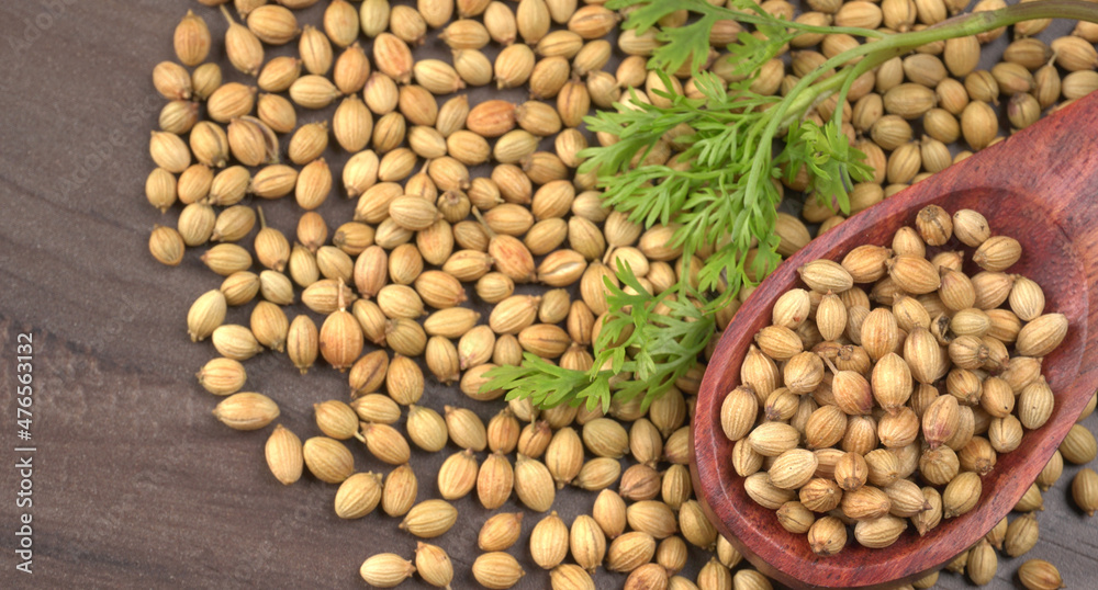 Dry coriander seeds with small bamboo spoon and green fresh bunch coriander leaves,famous spices ingredients in asia's kitchen. Dry coriander seeds with small bamboo spoon and green fresh bunch coriander leaves,famous spices ingredients in asia's kitchen.