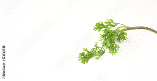 Fototapeta Naklejka Na Ścianę i Meble -  Dry coriander seeds with small bamboo spoon and green fresh bunch coriander leaves,famous spices ingredients in asia's kitchen.