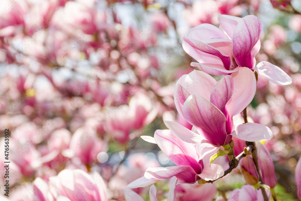 Fototapeta premium magnolia tree blossom background. pink flower on the branch in summer. natural soft bokeh of a botanical garden