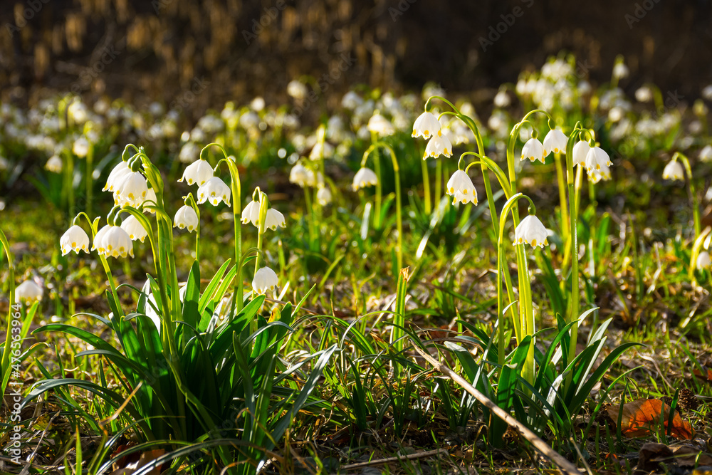 Fototapeta premium white snowdrop flowers in spring. fresh floral nature background. green season beauty