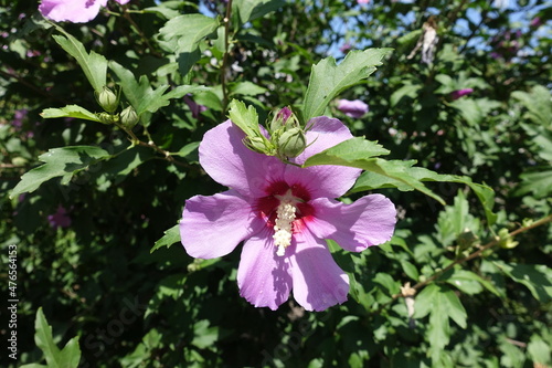 Closed buds and pink crimsoneyed flower of Hibiscus syriacus in August