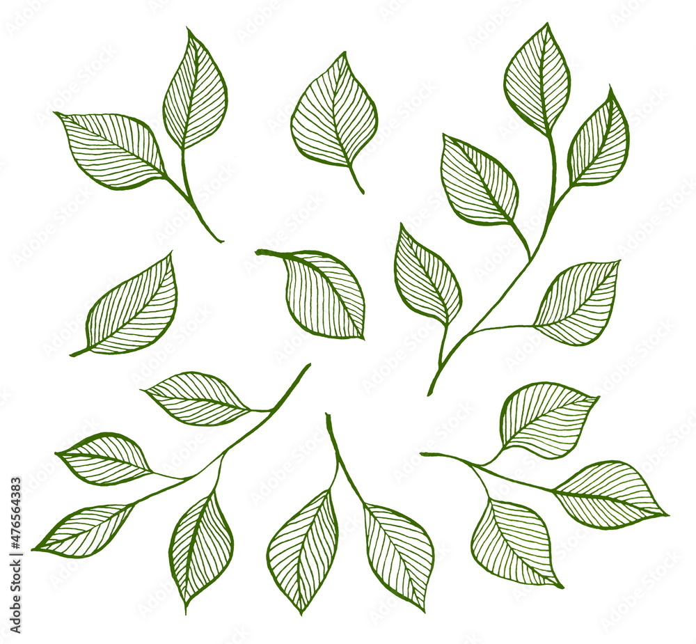 A set of green botanical elements in sketch style. Contour silhouettes of birch branches with leaves. For home textile design. On a white background.