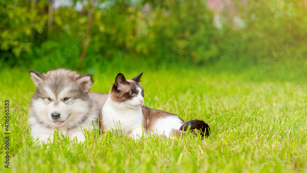 Cute Alaskan malamute puppy lying with Siamese kitten on green summer grass. Cat looks away on empty space Cute Alaskan malamute puppy lying with Siamese kitten on green summer grass. Cat looks away on empty space