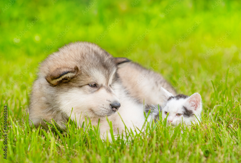 Friendly Alalskan malamute puppy and tiny kitten lying together on green summer grass