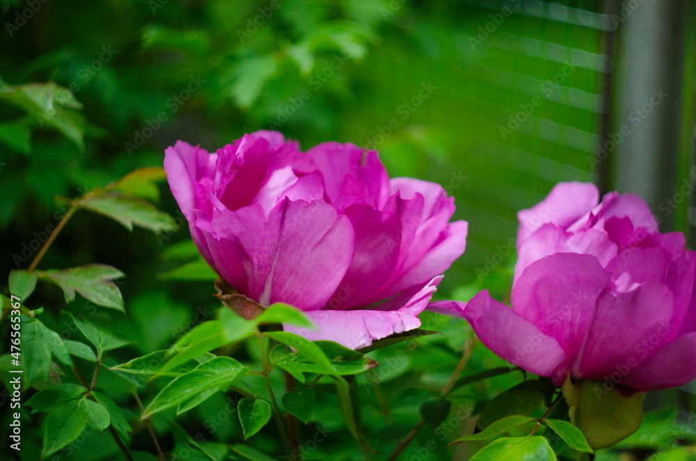 Peony flower on blurred green background. Pion. Spring concept. Red flower for background.