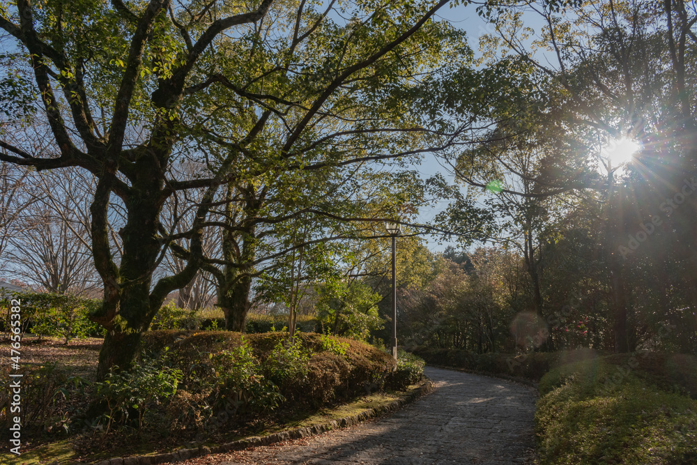 Fototapeta premium 公園の遊歩道