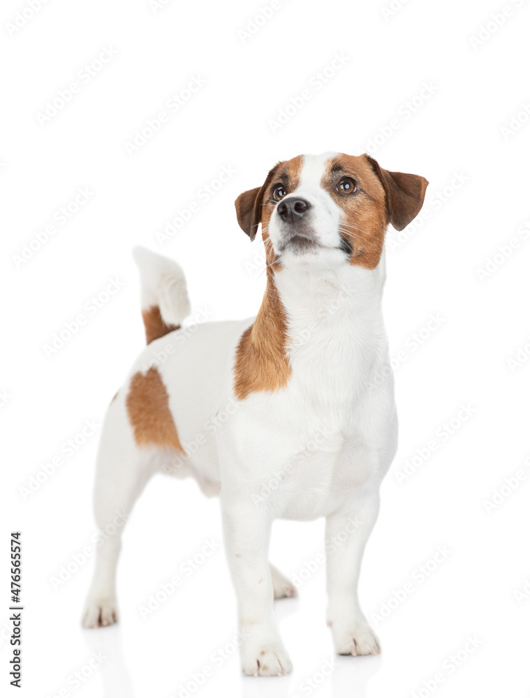 Curious Jack russell terrier puppy stands and looks away and up. Isolated on white background
