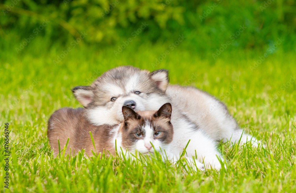 Friendly Alaskan  malamute puppy and siamese kitten lying together on green summer grass