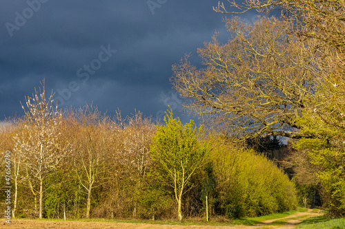 Storm over woods