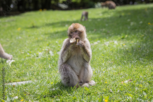 monkey zoo primate park makake photo