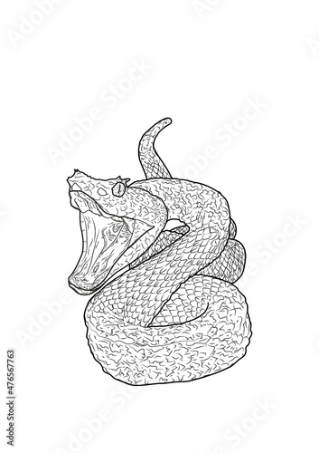 Serpiente cascabel dibujo vector 